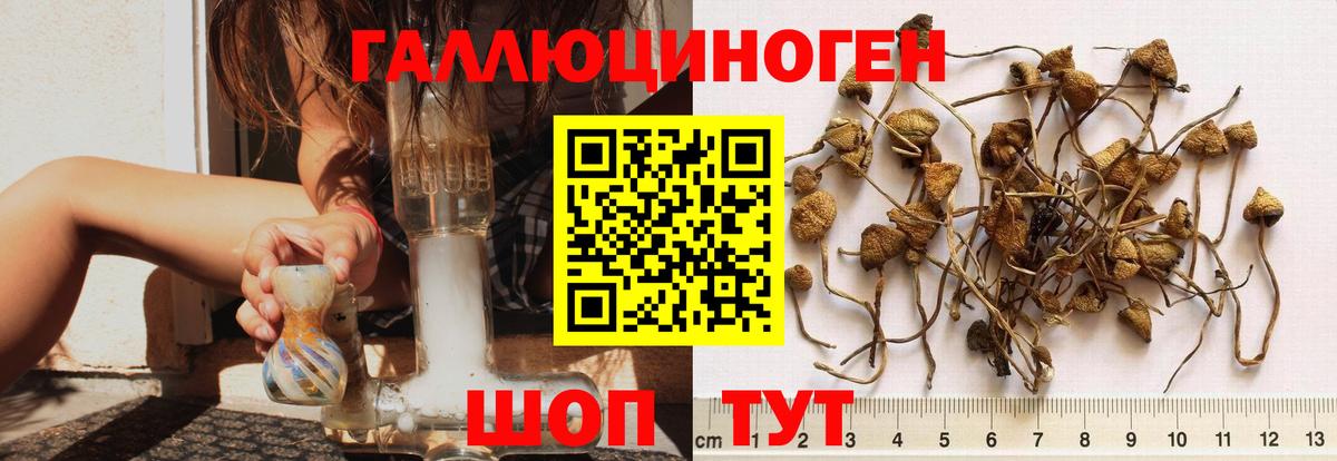 Псилоцибиновые грибы Psilocybine cubensis Гуково